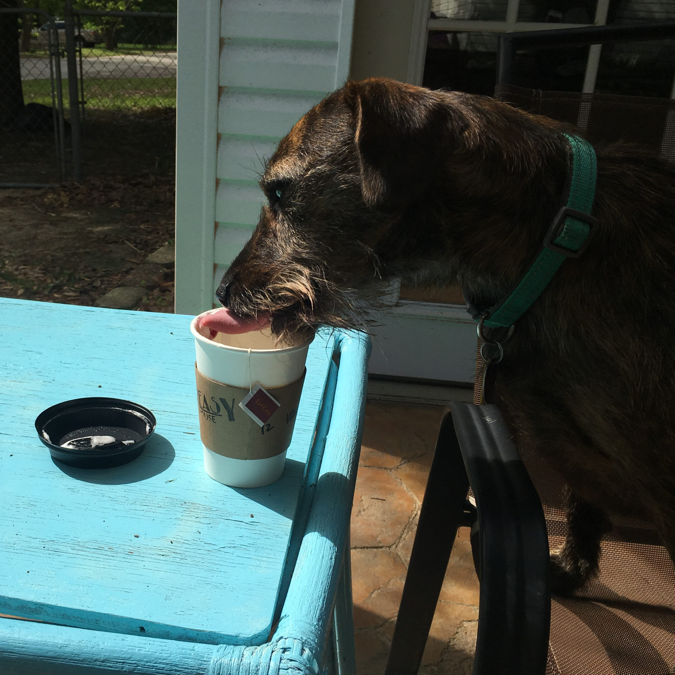 My dog ate a tea bag! What the vet said.