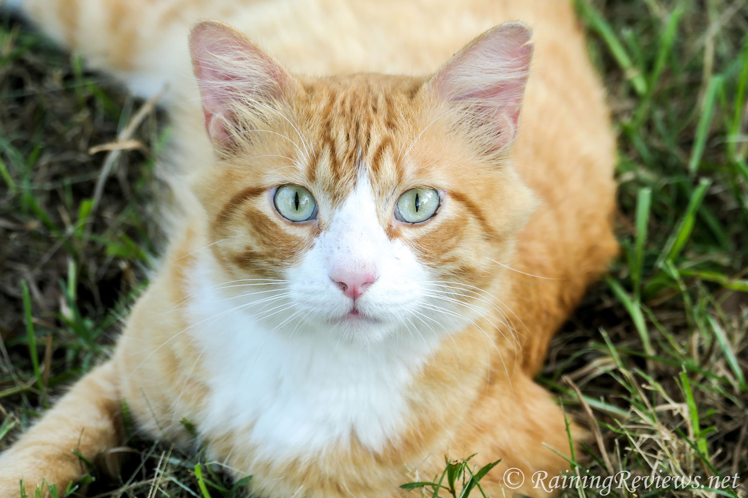 All About Neighbor Cat