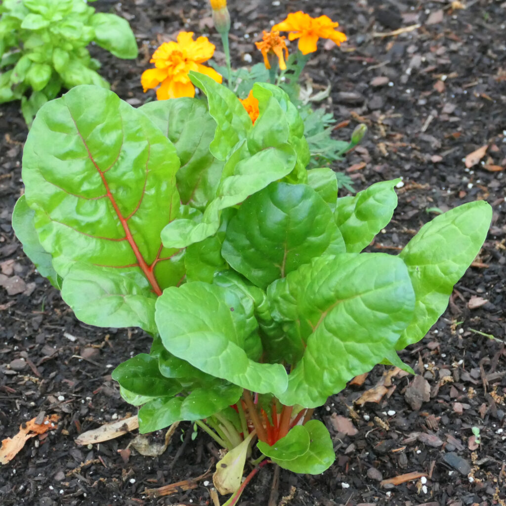 Young Swiss Chard Plant