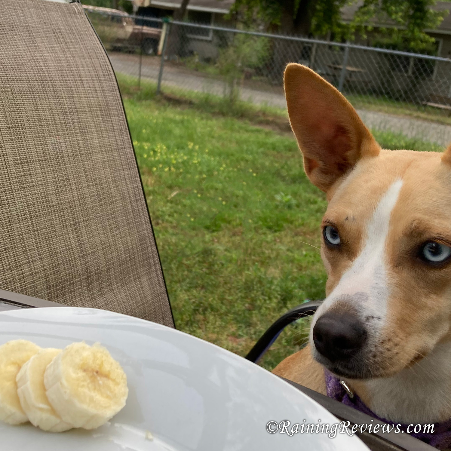 Bananas: As reviewed by a Little Rose and her buddies