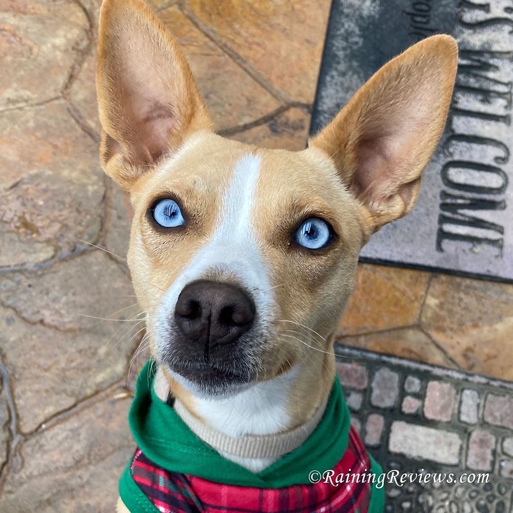 Kitty Max Reviews: Little Rose