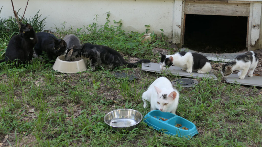 A small white mama cat with a couple of gray smudges on her head eats a few kibbles from a double sided cat dish. Behind her to the right are her two kittens, young but almost as big as her. One is black and white patched. The toher is more white with patches of tabby. Behind her to the left are 4 more kittens. A black one with a white patch on his chest, a solid black one, a gray one, and a classic brown and black tabby. 