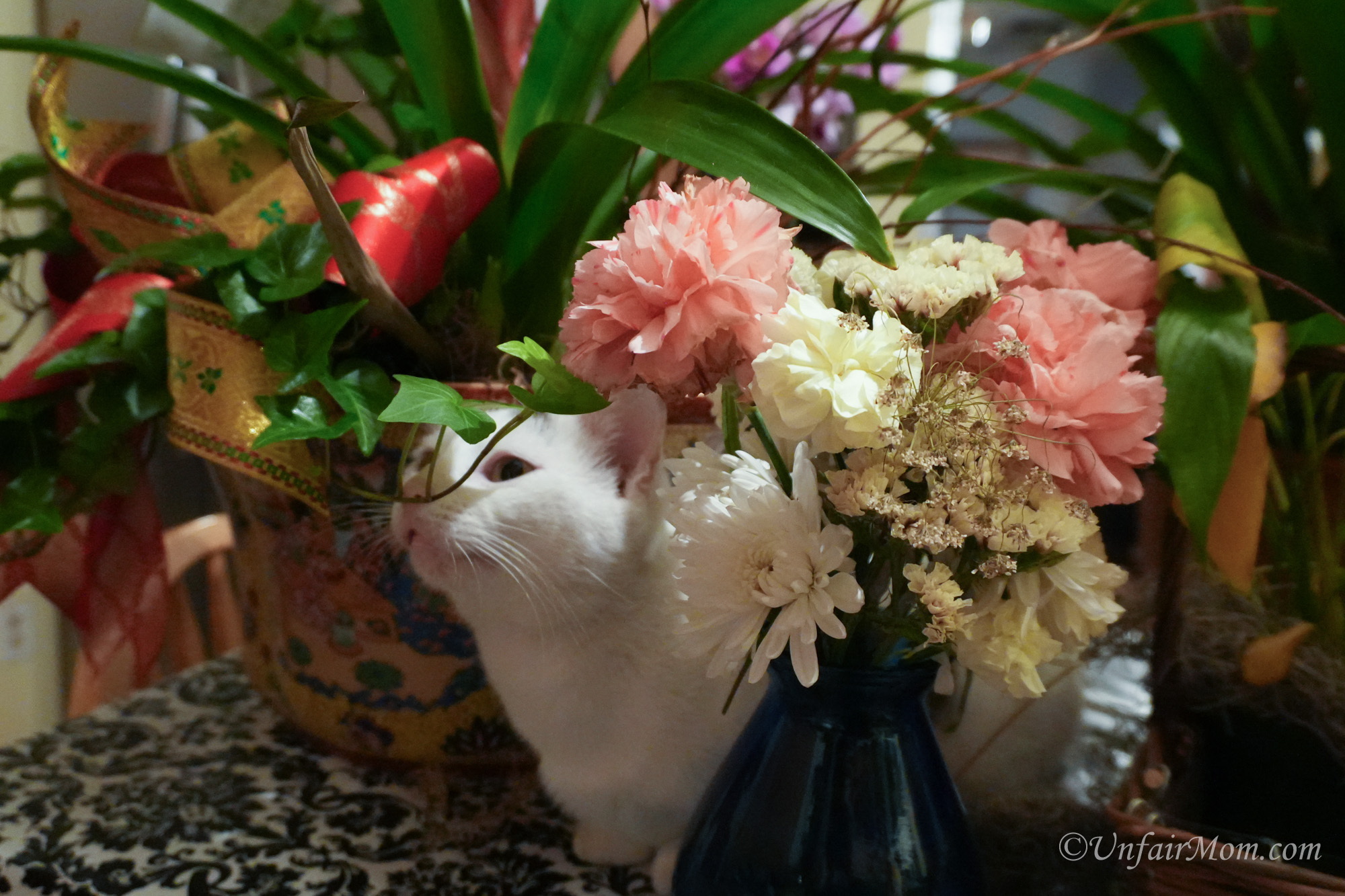 cat hiding in flowers from funeral